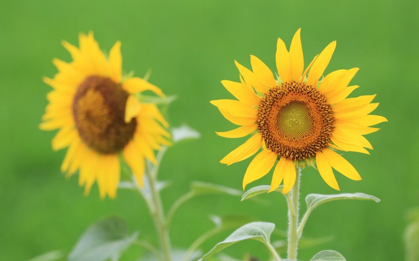 唯美護眼太陽花圖片