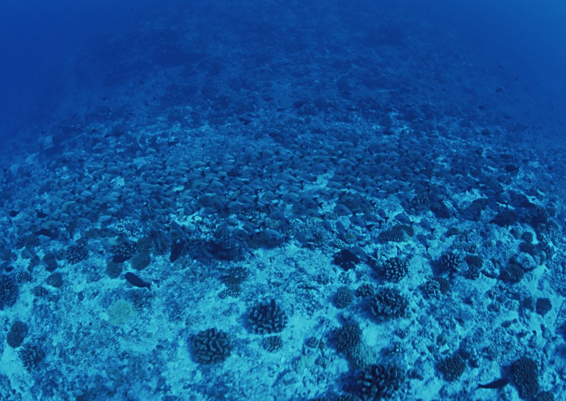 海底生物图片