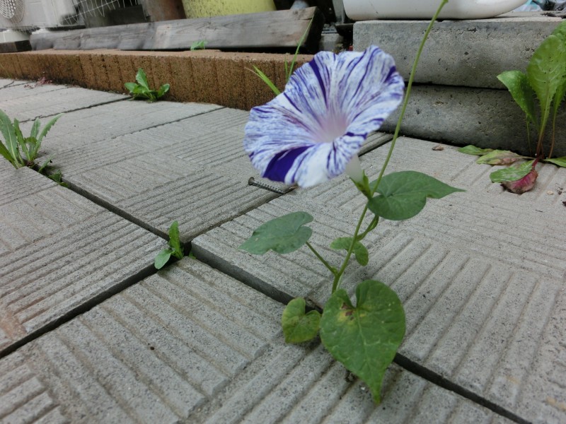 不同颜色的牵牛花图片