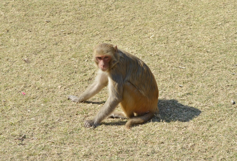 灵巧的普通猕猴图片