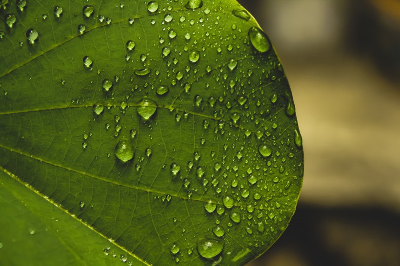 雨后的綠葉圖片