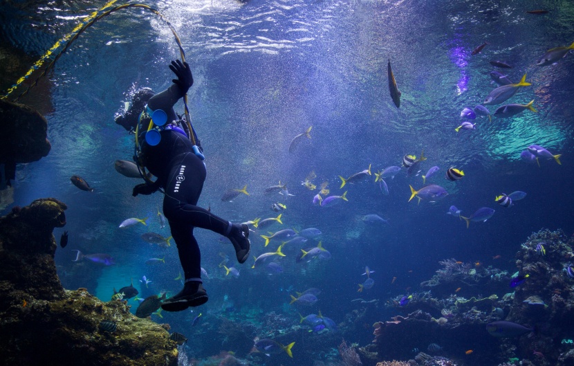 漂亮的水族馆海洋生物图片