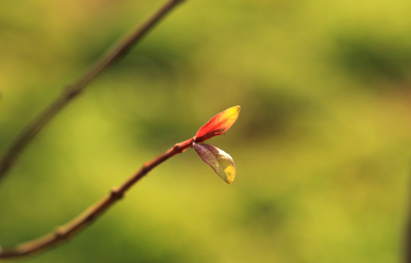 秋季绿色的小嫩芽图片