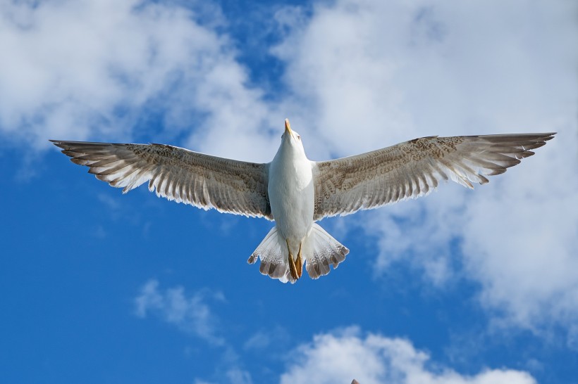 自由飞翔的海鸥图片