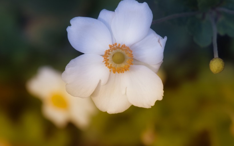 欧洲银莲花图片