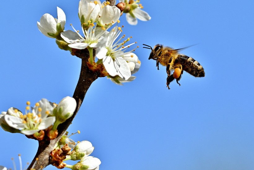 花朵上辛勤劳动的蜜蜂图片