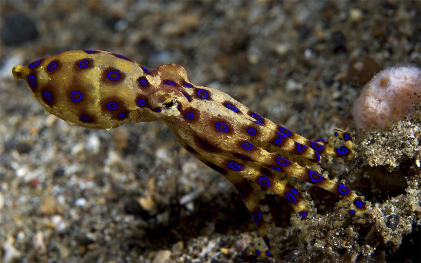 海洋里各种奇妙的海底生物图片