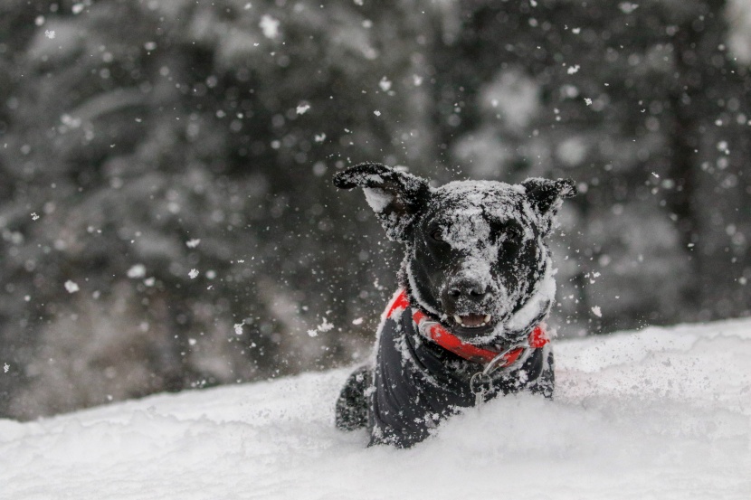 雪地撒欢的宠物狗图片