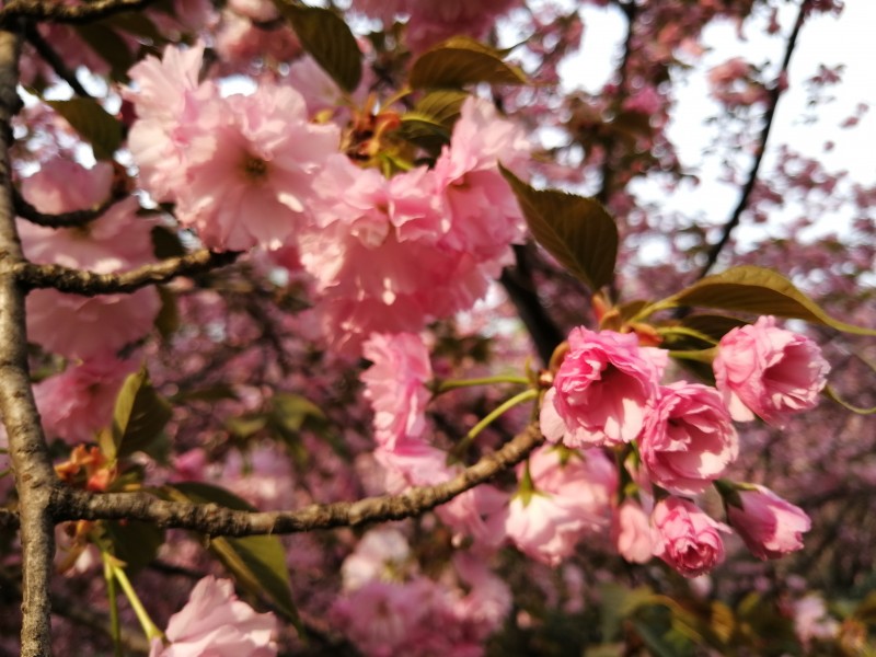 绚烂盛开的樱花图片