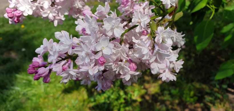 浓烈绽放的紫色丁香花图片