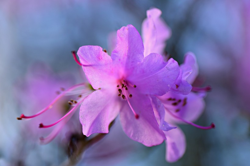 万紫千红花团锦簇的映山红图片