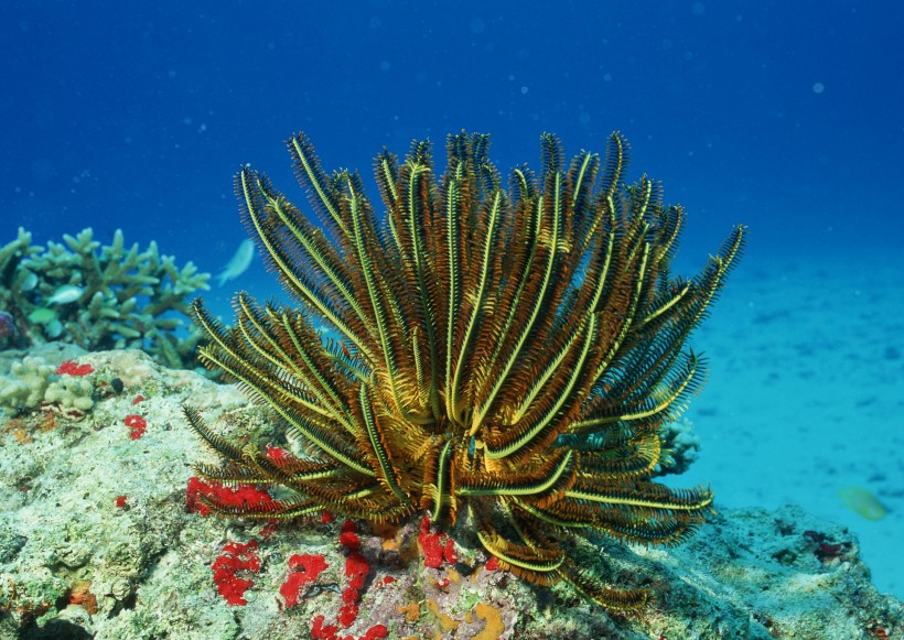 奇幻的海底生物图片