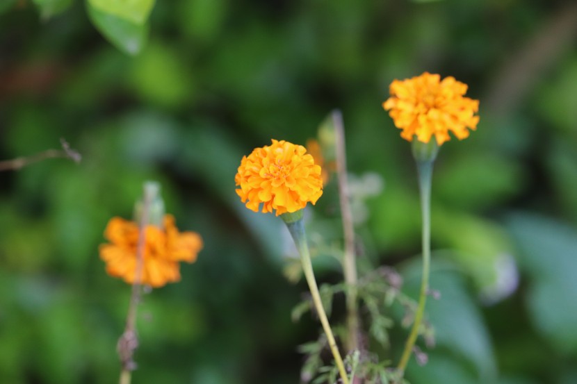 四季花萬壽菊圖片