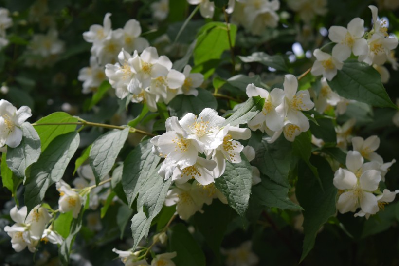 芳香潔白的茉莉花圖片