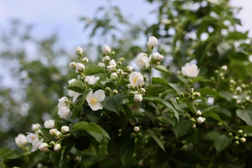 純潔美麗的茉莉花圖片