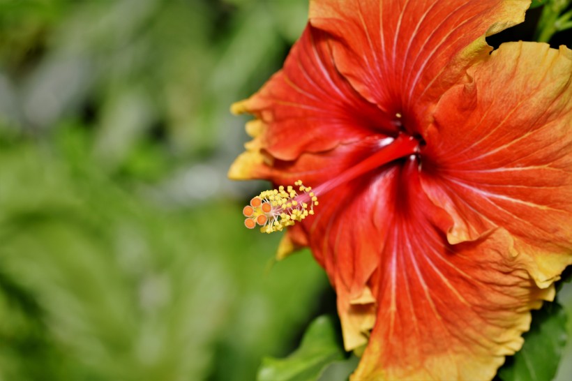 五颜六色娇柔的芙蓉花图片