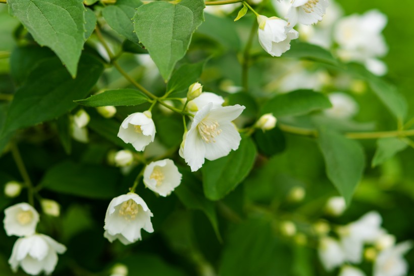 纯洁芳香的茉莉花图片