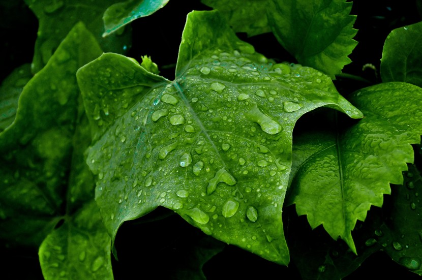 雨后的綠色植物圖片