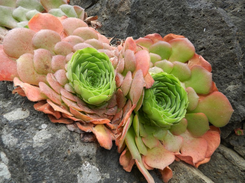 多肉植物特写图片