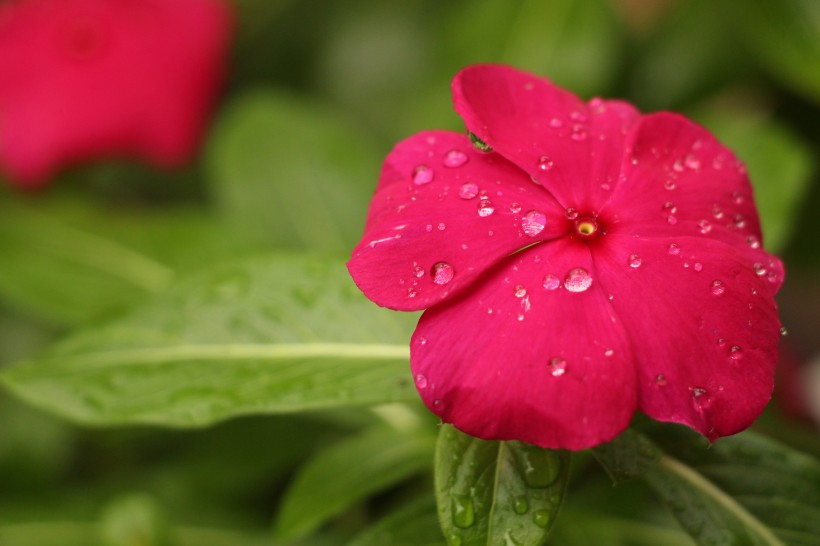 沾满水珠的鲜花图片