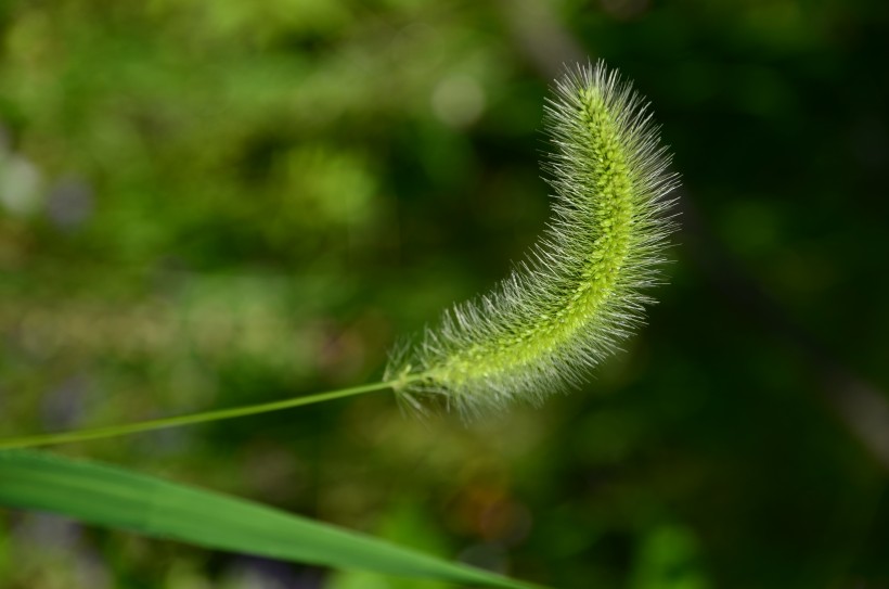 摇曳的狗尾草图片