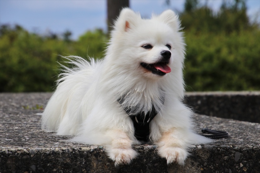 活泼好动的博美犬图片