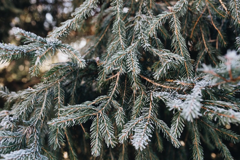 冰雪覆盖的植物图片