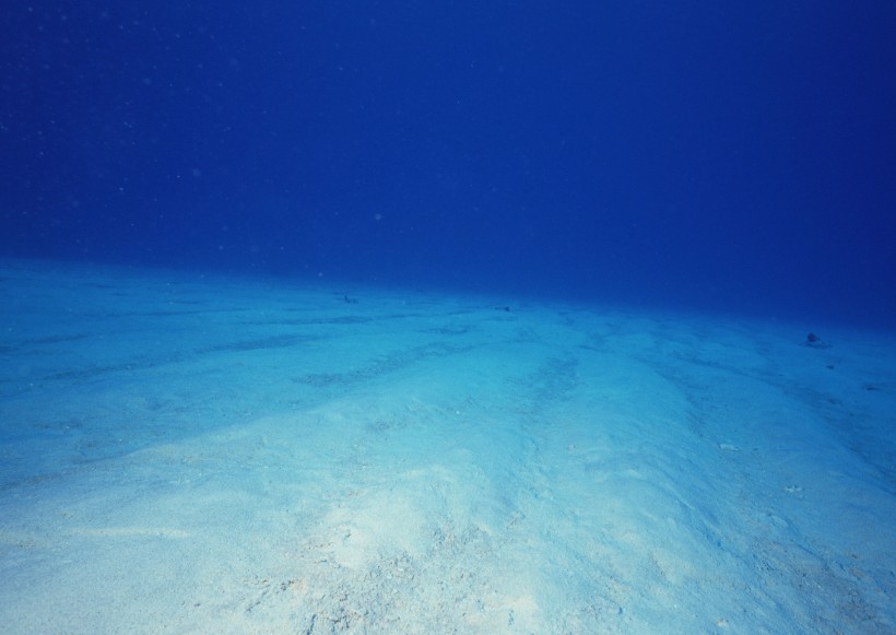 海底生物图片