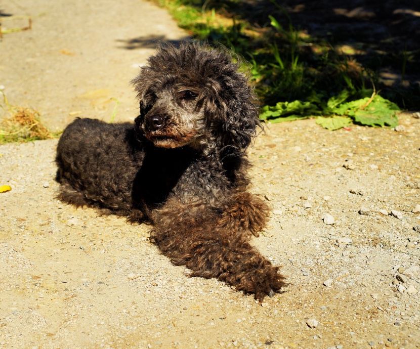 聰明活潑的迷你貴賓犬圖片