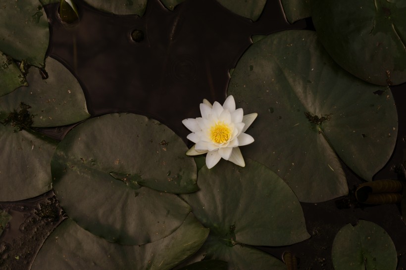 花朵柔美的睡蓮圖片