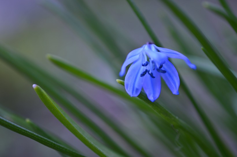 清新可愛的藍(lán)星花圖片