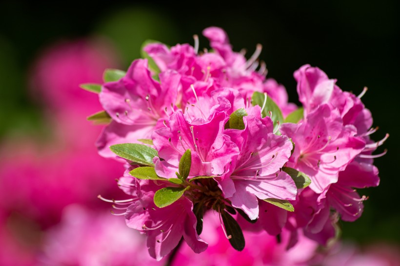 春天万紫千红的杜鹃花图片