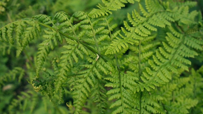 绿色野生蕨类植物图片