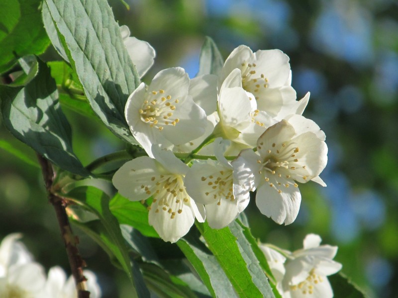 純潔芳香的茉莉花圖片