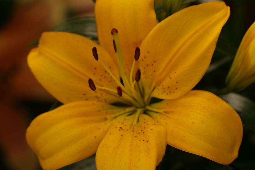 优雅芳香的百合花图片