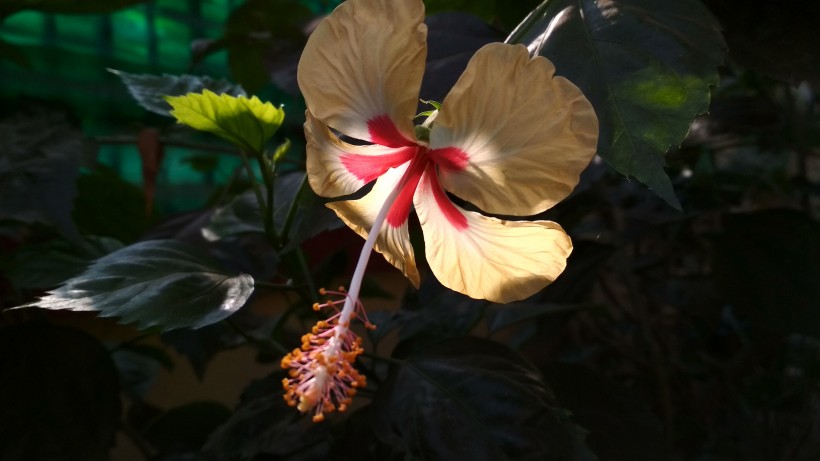 纤细清雅的芙蓉花图片