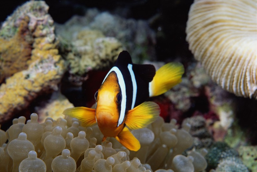 海洋鱼类生物特写图片