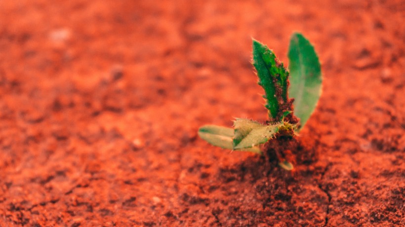 植物的幼苗圖片