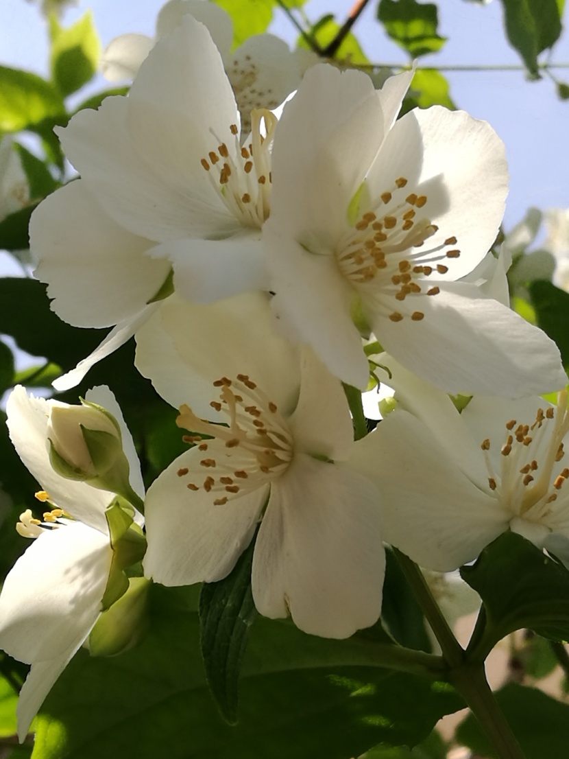 清新淡雅的茉莉花图片