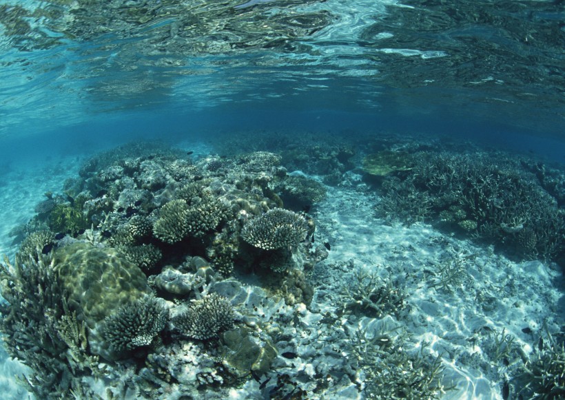 海底生物图片