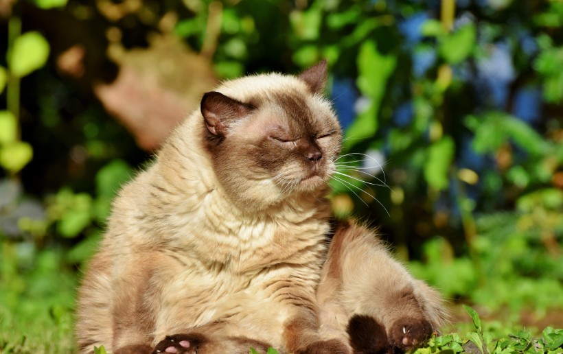 四肢发达脸圆头大的英国短毛猫图片