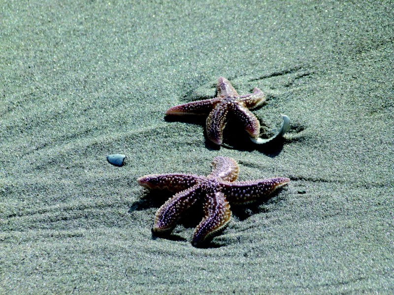 沙滩上的海星图片