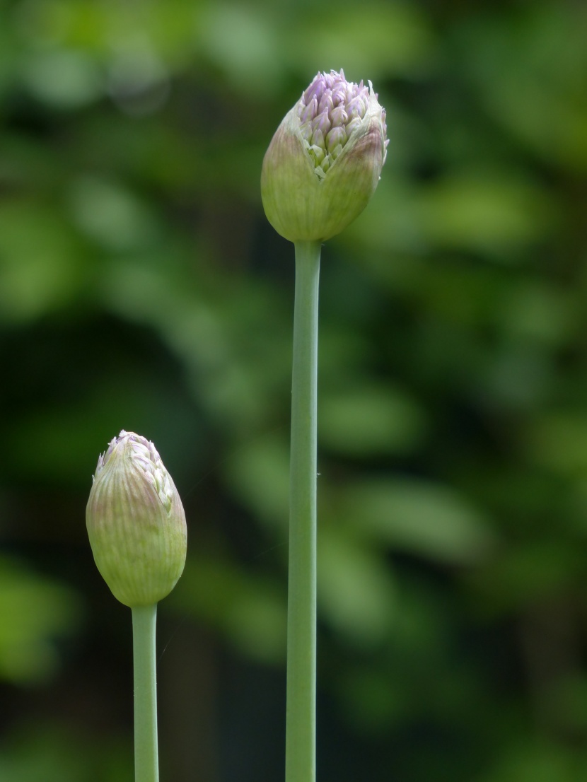 盛開的韭菜花圖片