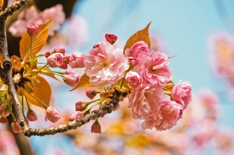 生机勃勃灿烂盛开的樱花图片