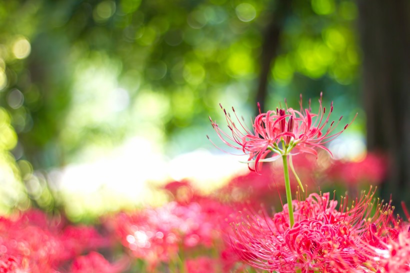 紅色曼珠沙華特寫(xiě)圖片