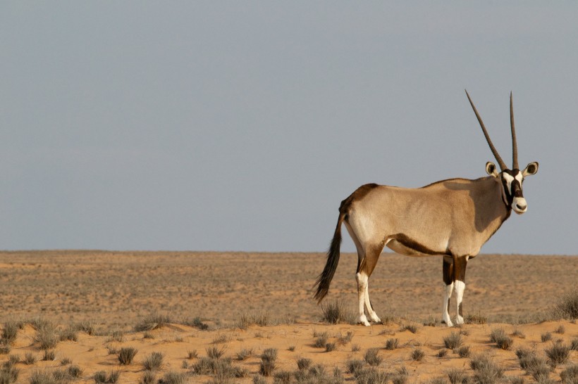 南非草原上的瞪羚图片