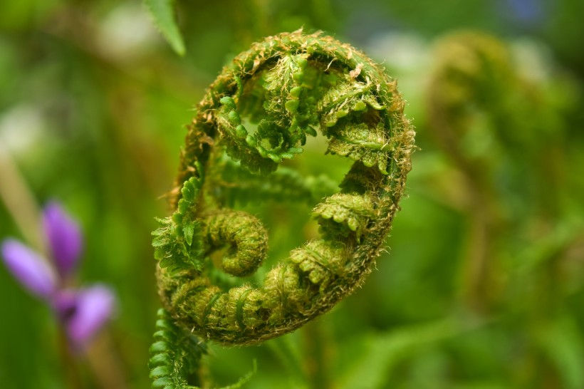 绿色茂盛的蕨菜图片