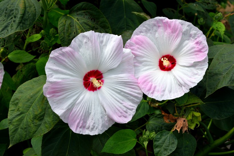 各种颜色盛开的芙蓉花图片