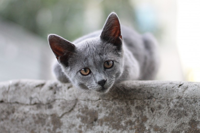 四肢发达脸圆头大的英国短毛猫图片