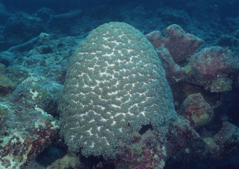 奇幻的海底生物图片